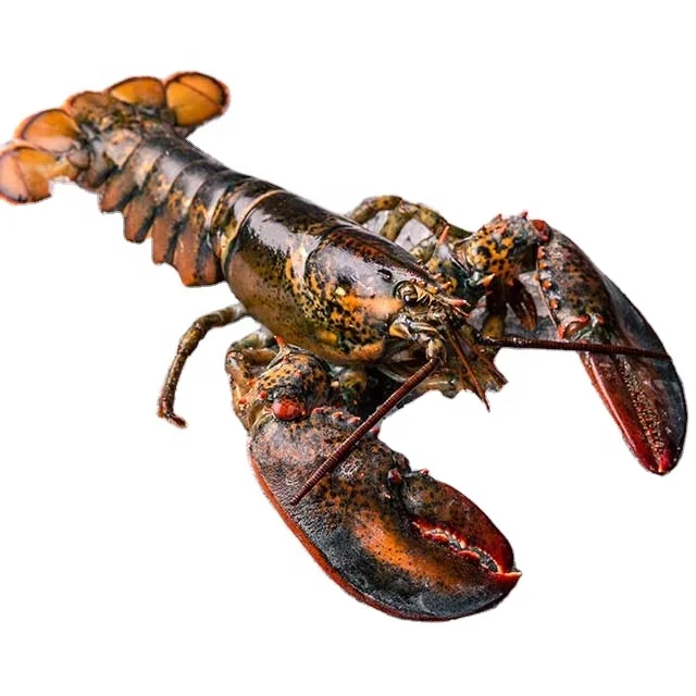 Hot Sale Lobsters at cheap Prices