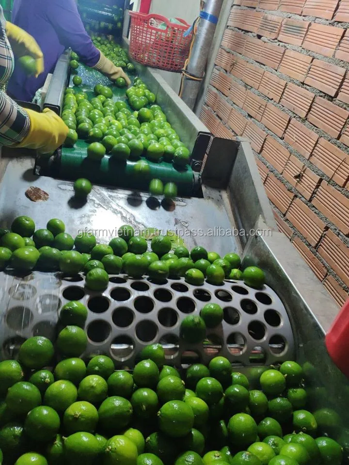 
Price 2020 for green lime export good quality 