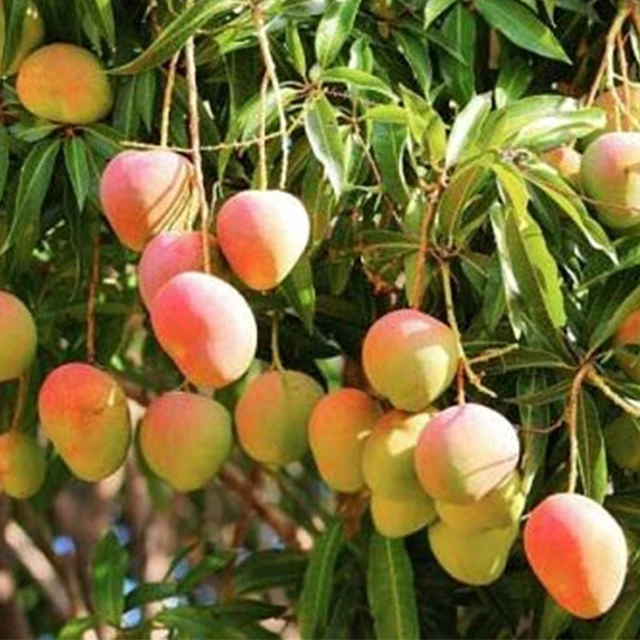 High quality 100% natural Mango /Top Quality Wholesale