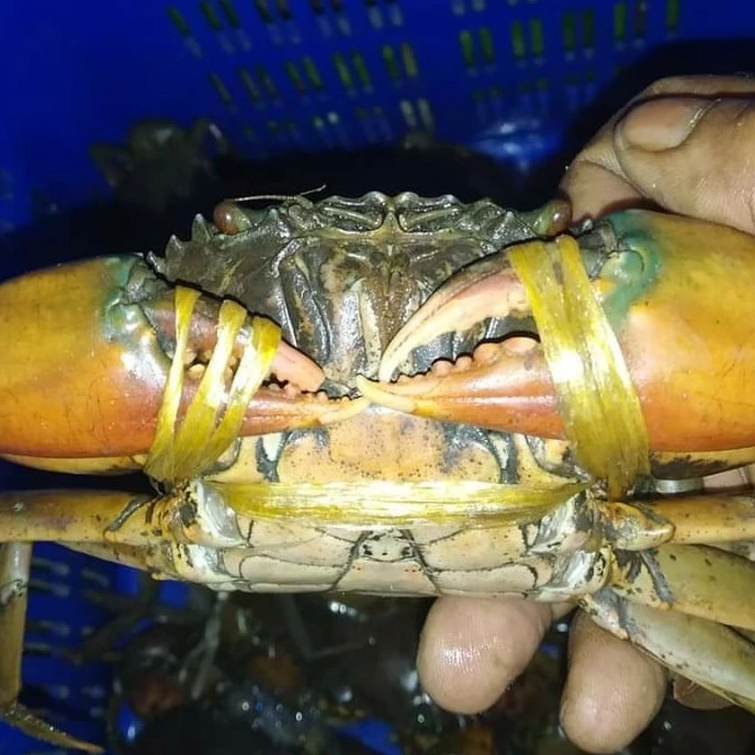 
`Fresh & Premium Quality Bangladeshi Mud CRAB 