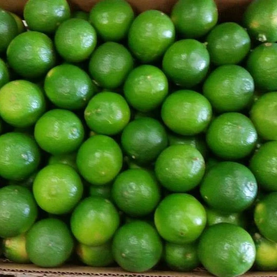 Fresh Lime Fresh Green Seedless Lime And Lemons From Vietnam For Export    WS 0084 989 322 607