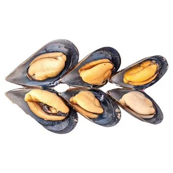 High Quality Frozen Blue Mussel Half Shell Canned Cooked Shellfish for Sale IQF Processed