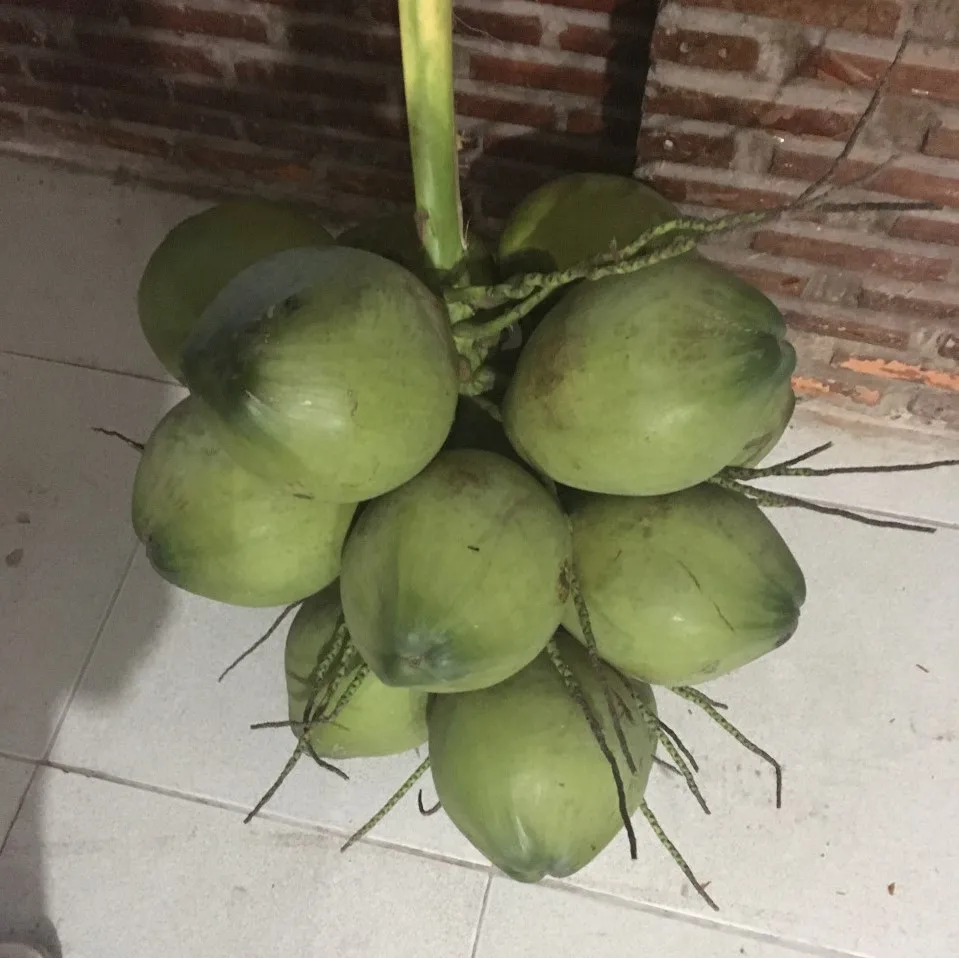 Зеленый кокосовый/Кокосовая Вода/кокосовый сок из Вьетнама