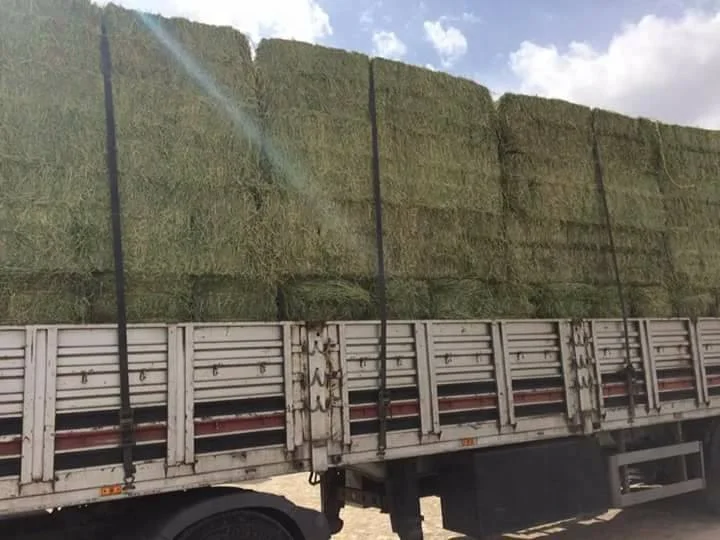 
LOW MOISTURE ALFALFA HAY BALE FOR INTERNATIONAL MARKET 