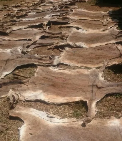 
Quality Wet Salted Donkey Hides Dried Donkey Hides Skin Salted Hides 