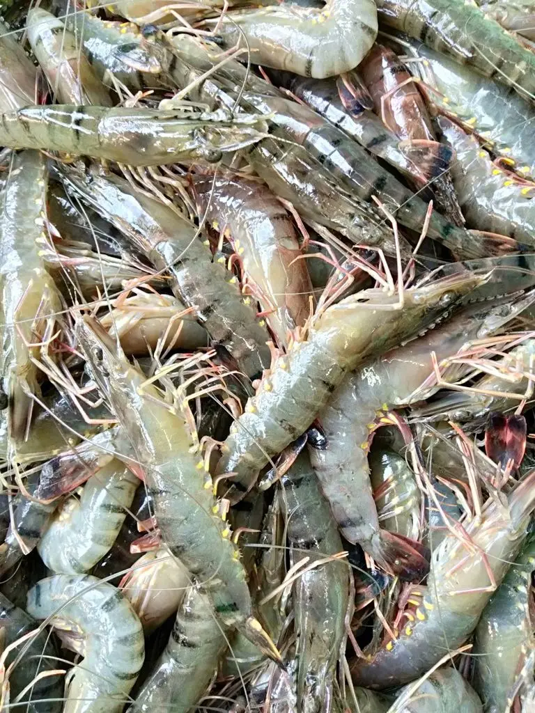 Top Rated Seafood Exporter High Quality Giant Frozen Fresh Black Tiger Shrimp HOSO Fast Delivery