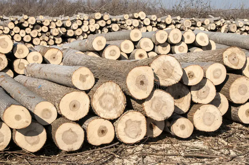 cut-poplar-logs-37975627