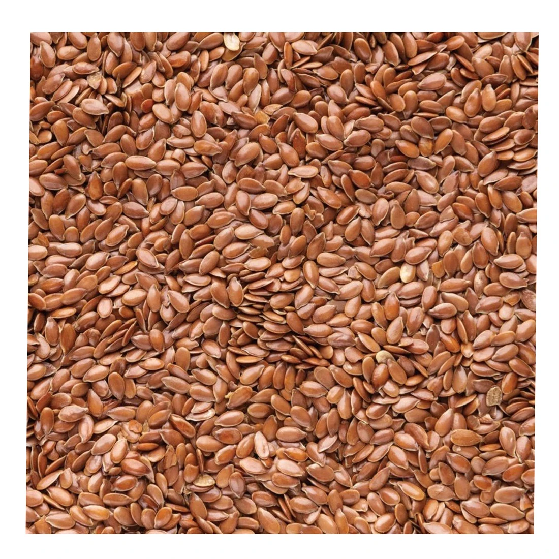 Whole flax  seeds for oil, flax seeds