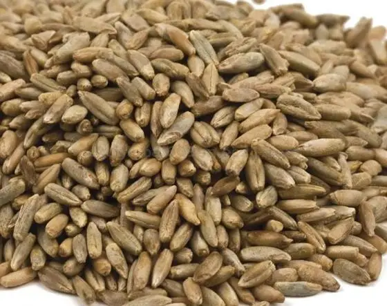 Organic Farm Rye Grains
