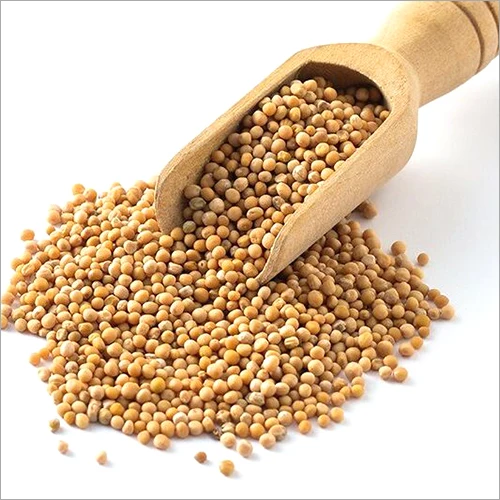 Spices Factory Wholesales high-quality kitchen seasonings mustard seeds yellow mustard seeds dried mustard with low price