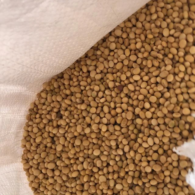 Soybeans - Soybeans High Quality Non GMO Yellow Dry Soybean Seed NON-GMO Soya Beans /soya Bea