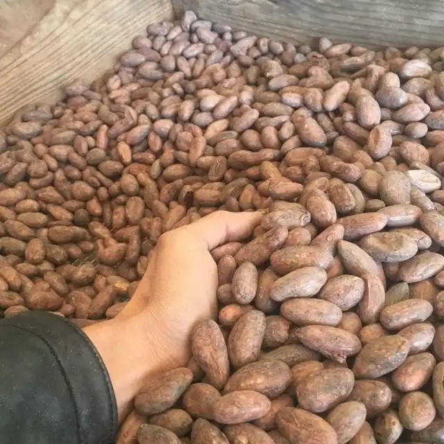  Сухие какао бобы на