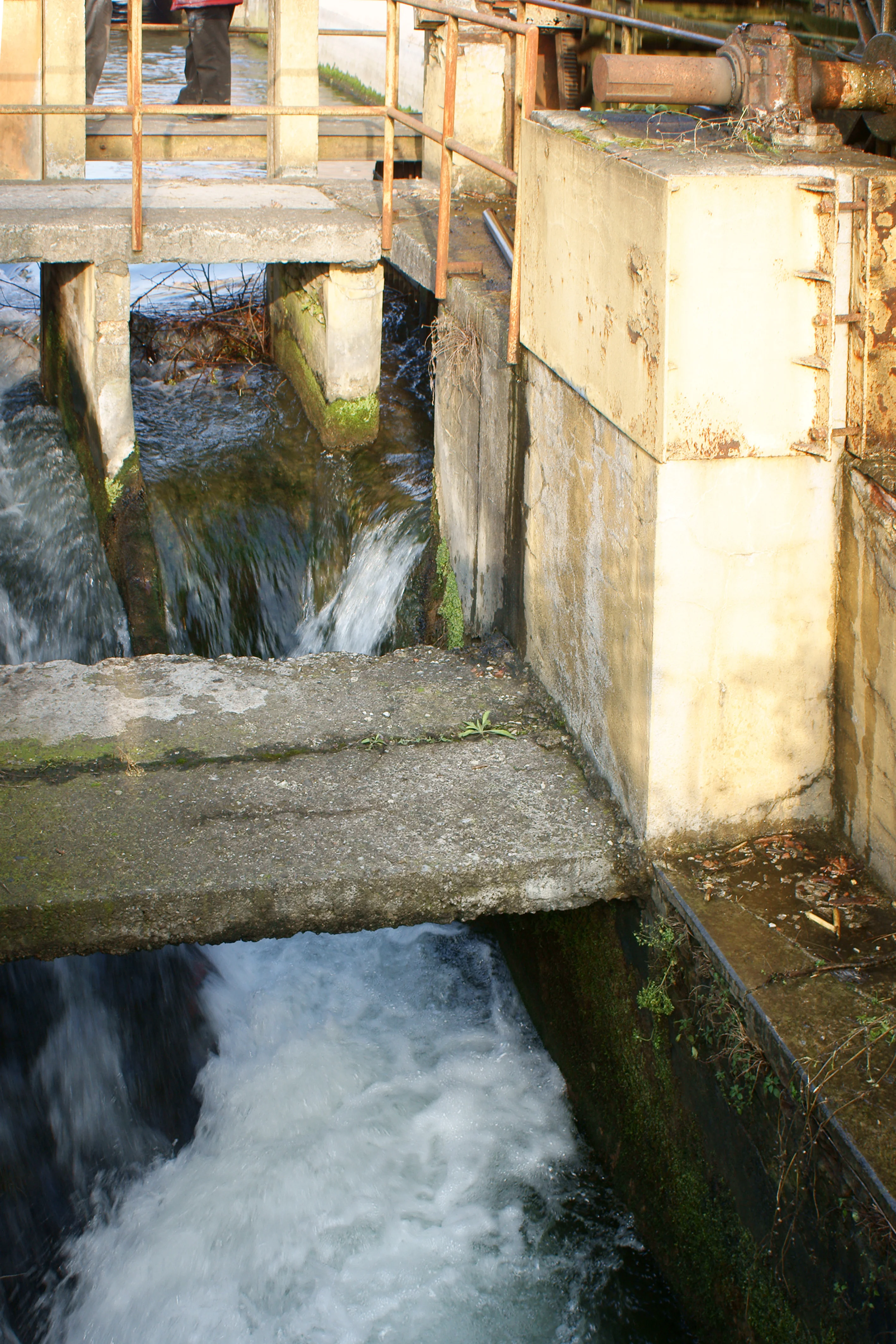 100% made in Italy Corn flour yellow for polenta Fioretto 1000g polenta ready in 45 minutes