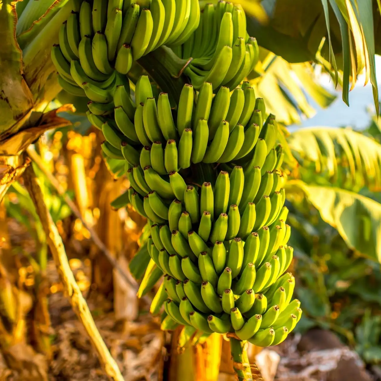 Best selling Premium Fresh Cavendish Banana