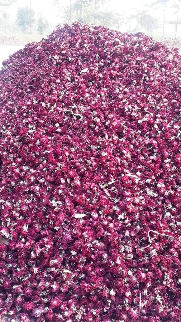 
Natural Dried Rose Petal Flower with and without bud for Herbal Tea, Slimming Tea 