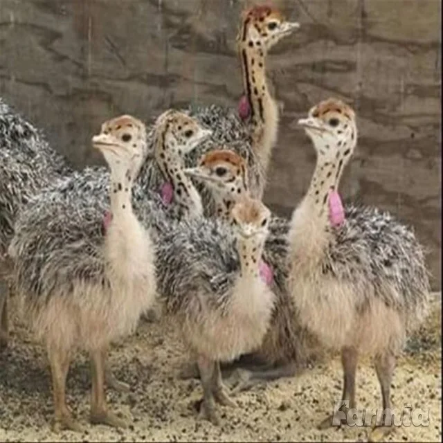 
Live healthy Ostrich Chicks for sale 