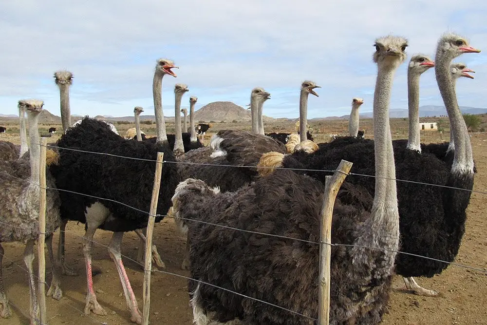 Свежие плодородные страусиные яйца для продажи