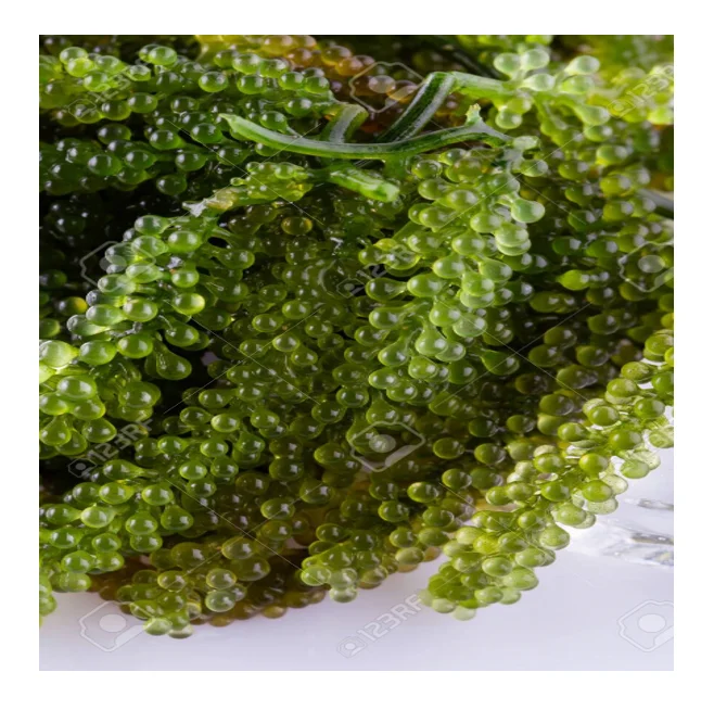 Best seller sea grapes from Vietnam with attractive dishes for children