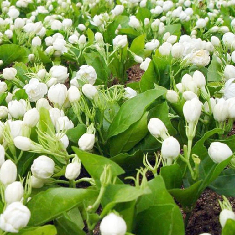 Сушеный жасминовый чай заводская цена сушеный цветок Вьетнамский Чай для продажи 99 золотых данных