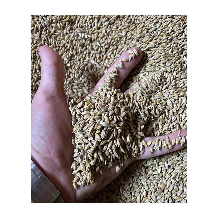 Best price organic barley grain from manufacturer for export, animal feed barley bulk