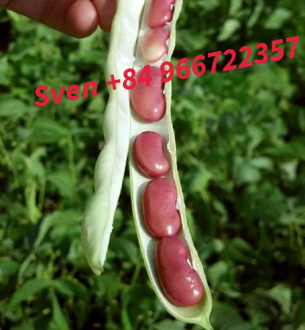  Продажа высококачественных темно-красных фасоль из Вьетнама-Sven + 84 966722357