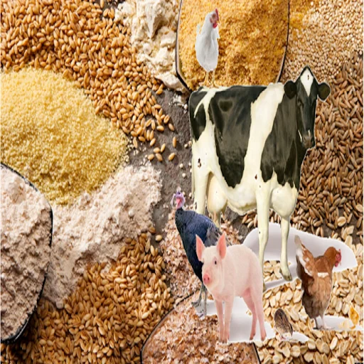 Top quality wheat bran for animal feed