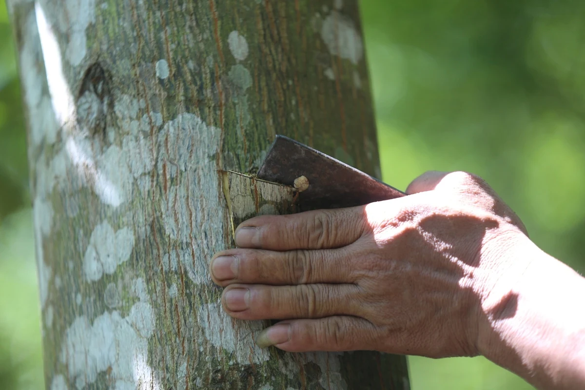 Полимерное ароматическое масло для благовоний с бензоином STYRAX GUM/Ms.Thi Нгуен + 84 988 872 713
