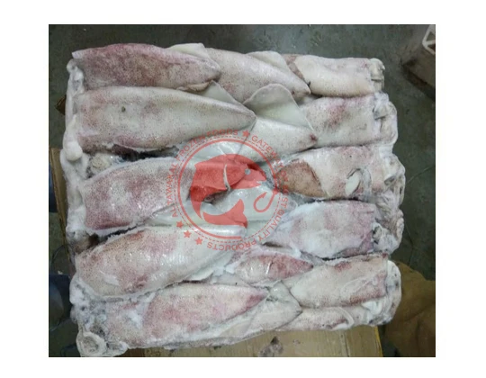Whole Frozen Loligo Squid in Bulk Pakistani Origin Frozen Loligo Squid High Quality Whole Loligo Squid