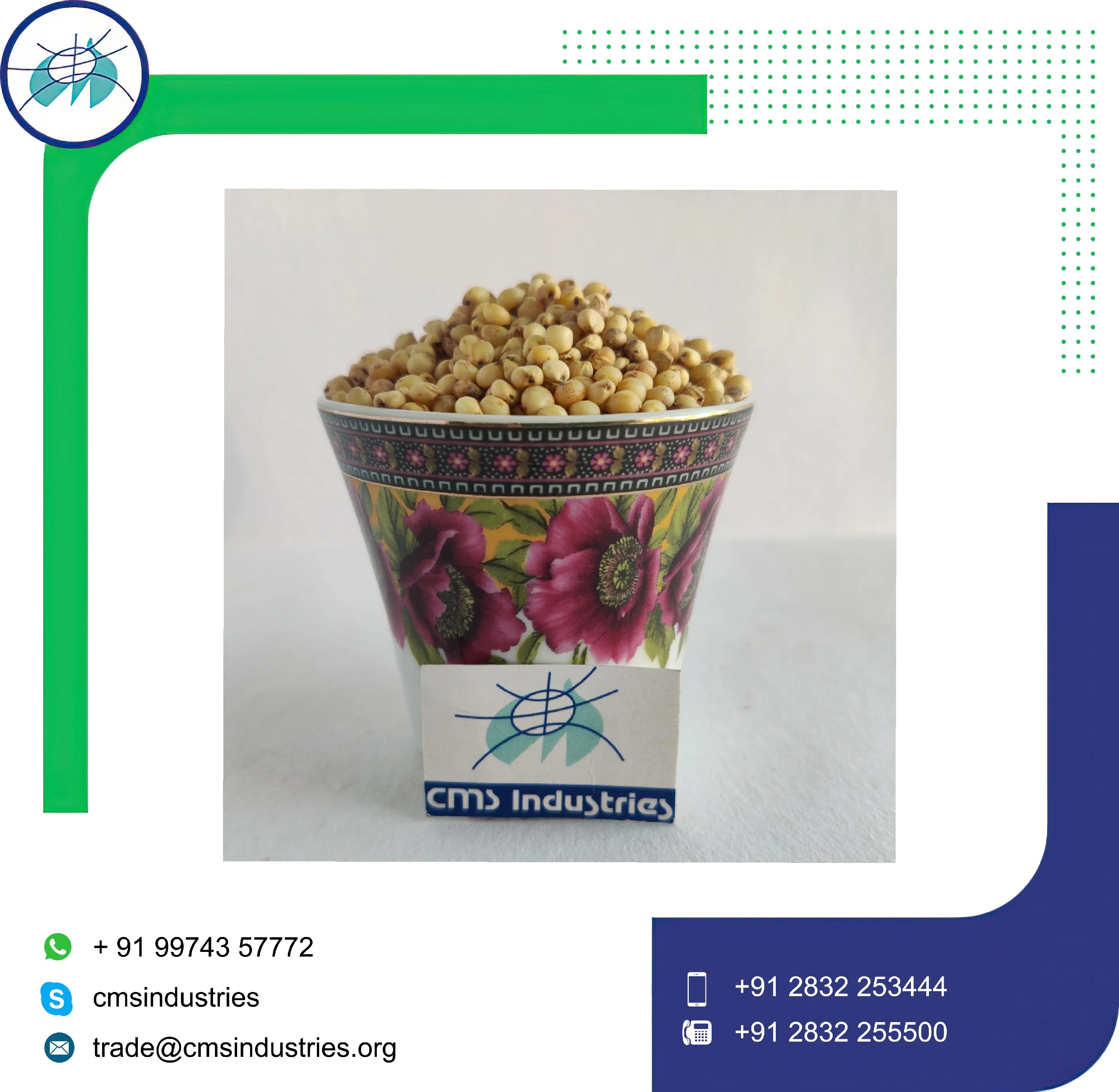 Undamaged Creamy White Sorghum for Feeding Bird