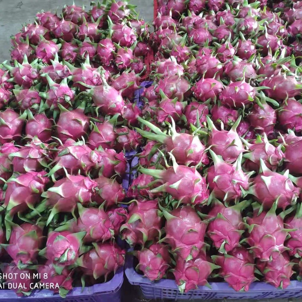 Свежий Дракон фрукт Вьетнам Экспортер г-н Райан +