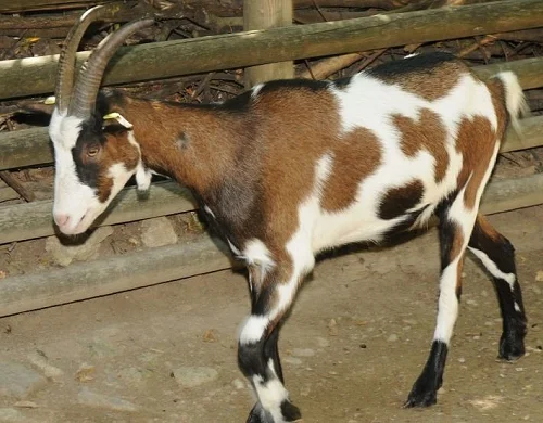 Tauernscheck goats,cow,camel,sheep,goat,ox,bull