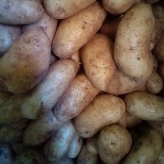 premium  Quality 100% Natural Fresh wholesale Cheap Potato Holland potato ready for export