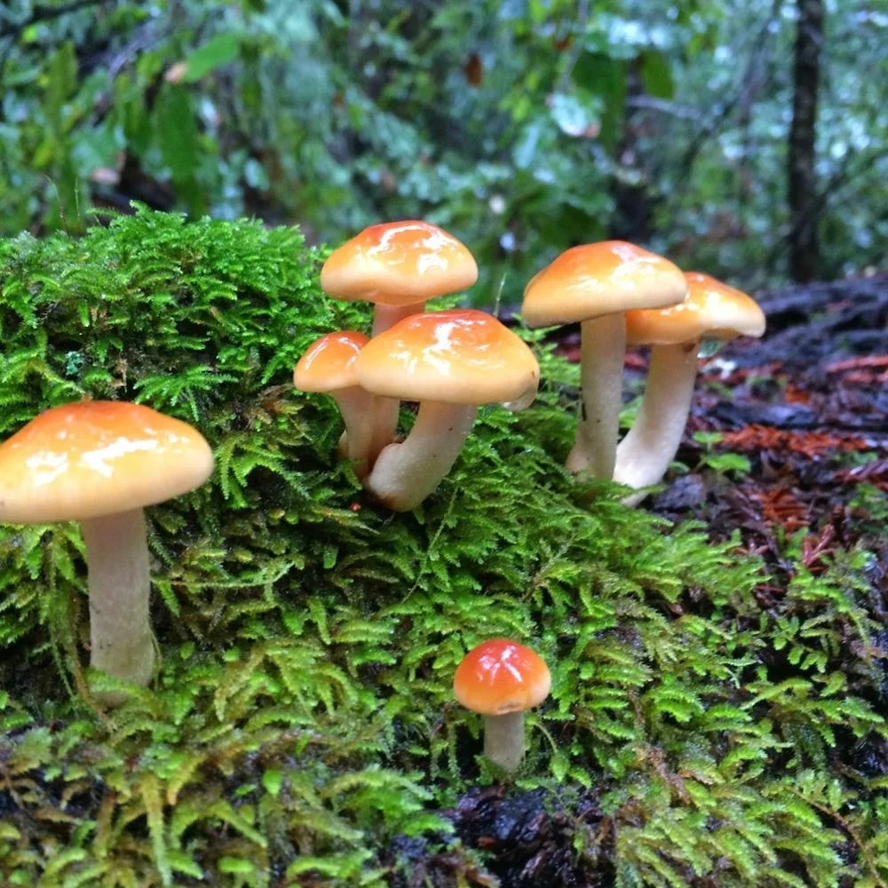 
Natural magic mushrooms dried with good quality 