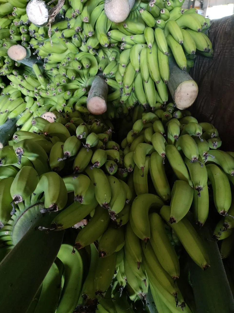 BEST SELLING COMPETITIVE PRICE VIETNAM FRESH BANANA CAVENDISH TO DUBAI MALAYSIA JAPAN KOREA