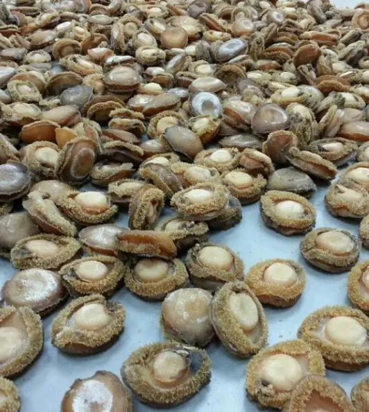 Natural Fresh Dried Abalone