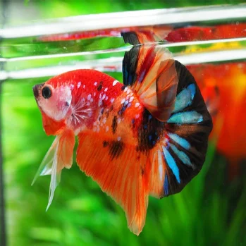 Рыба бета-бета из живой полулуны