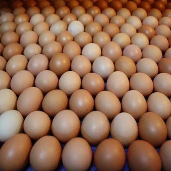 Chicken Eggs Ostrich Eggs, Chicken Eggs, Turkey Eggs Fresh Table Eggs Brown And White Farm
