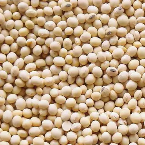 BULK SALE SOYBEAN SEED NON-GMO