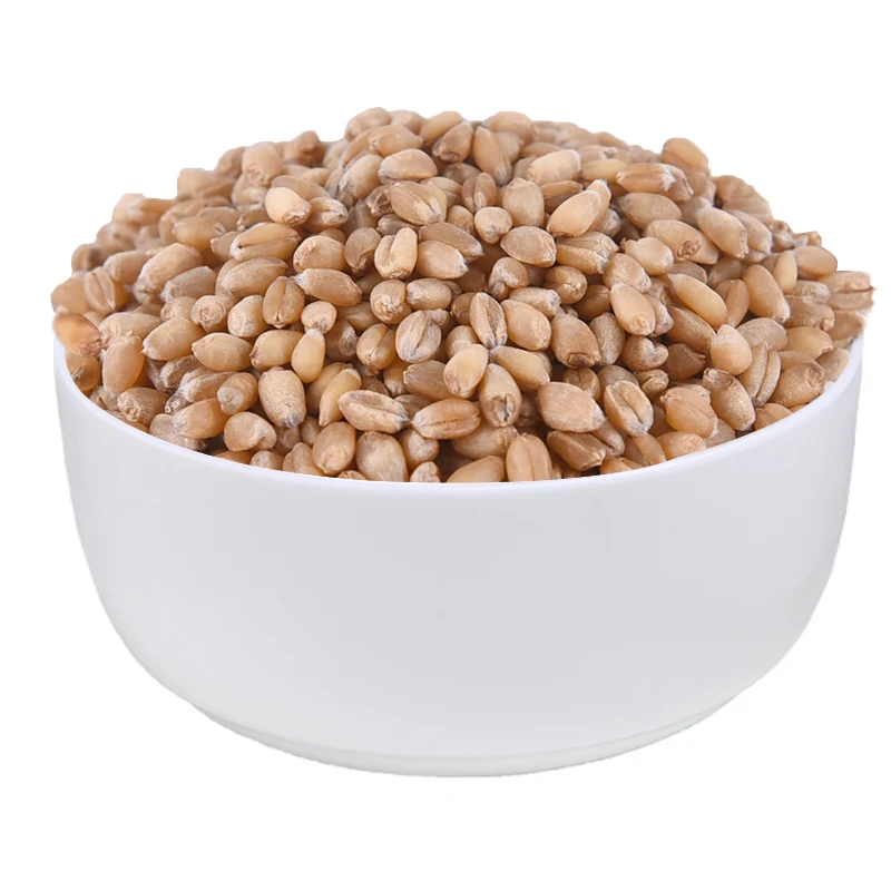 Quality Buck wheat, Buckwheat / Durum Wheat / Milling Wheat for Animal Feeds