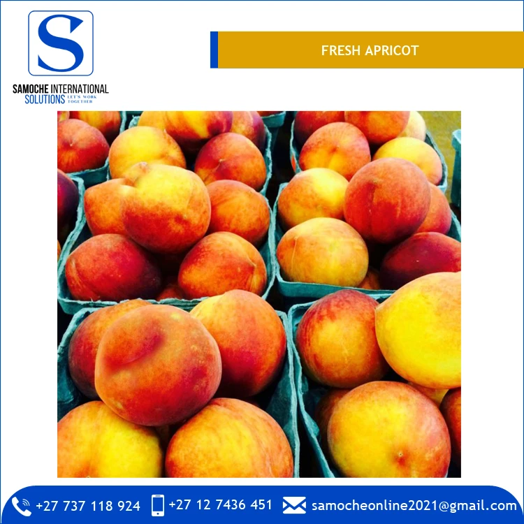 
High Quality Best Selling Organic Fresh Apricots for Bulk Purchase 