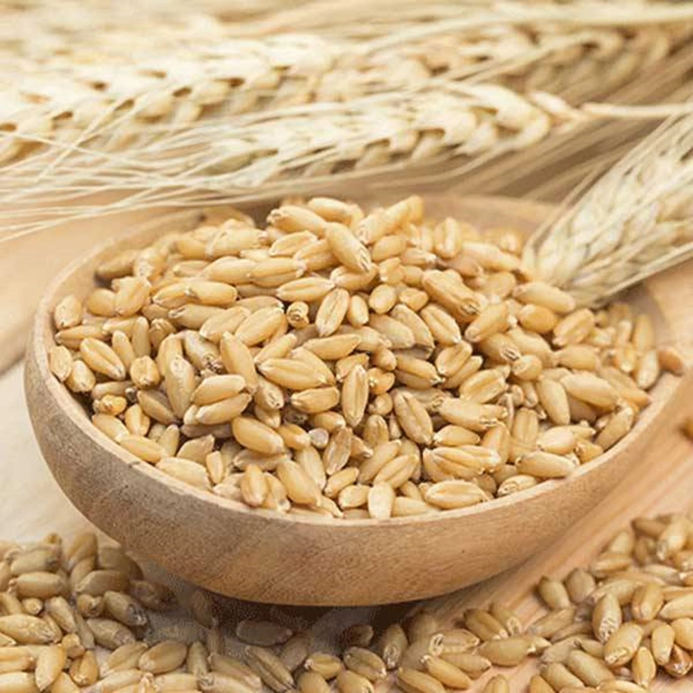 100% Organic Barley For Animal Feed and Human Consumption