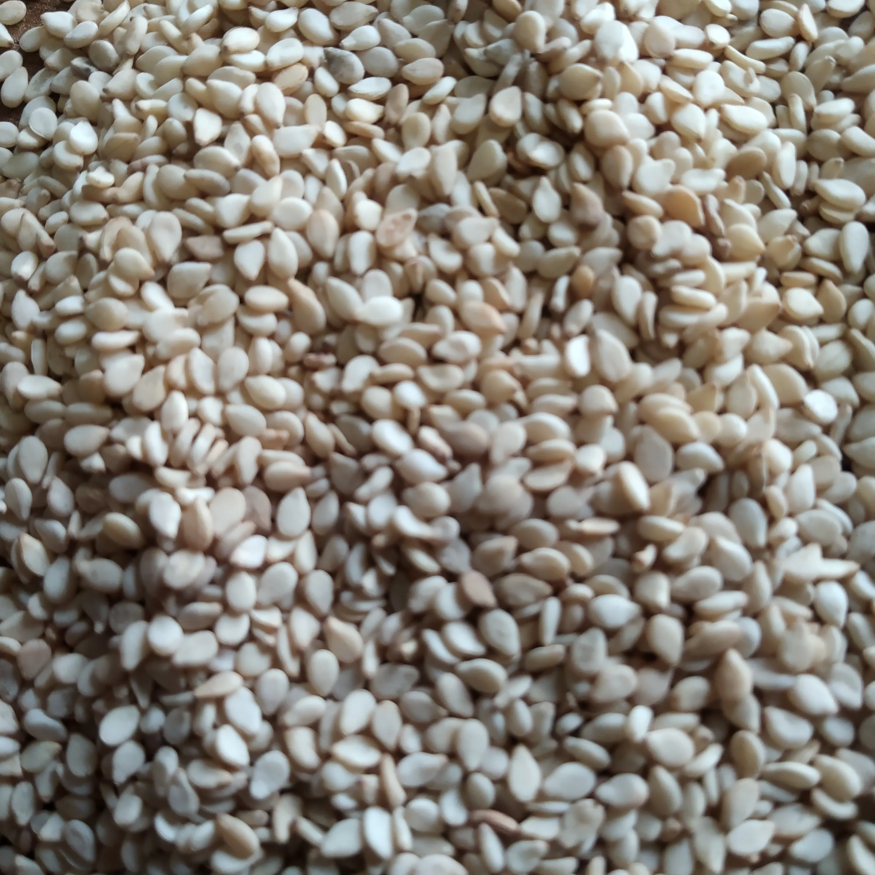 Fresh and Natural White Sesame New Crop Organic White Seed At Low Rate With White Sesame At India
