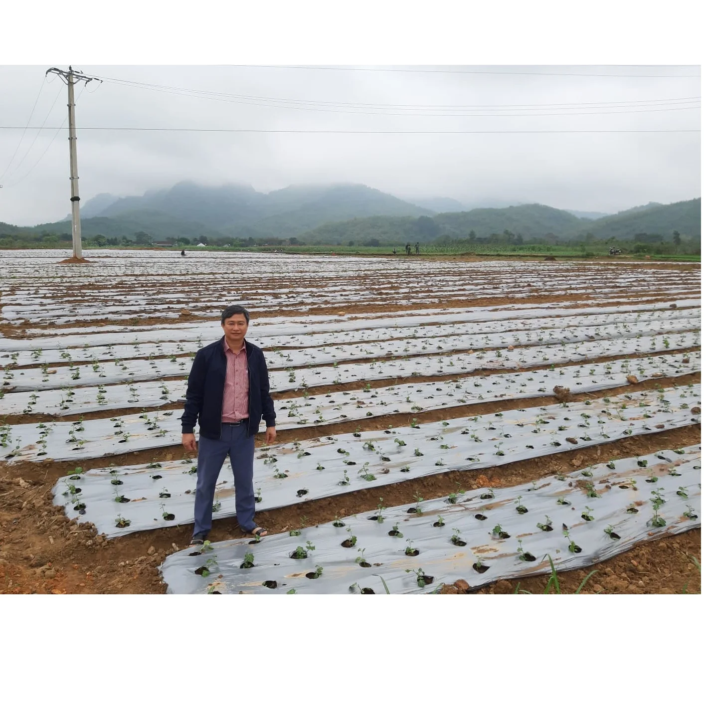 High Quality Best Price Best Selling Fragrant Green Natural Detoxification Solanum Procumbens Tea Bag Exported From Vietnam