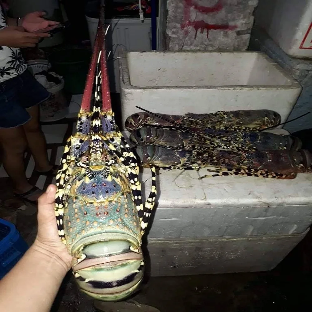 Конкурентоспособная цена высококачественный замороженный зубчатый блесна с необработанным лобстером