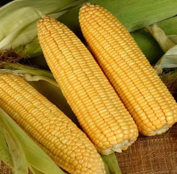 FROZEN SWEET CORN SEEDS BRAND MEKONG HERBALS ORIGIN VIETNAM
