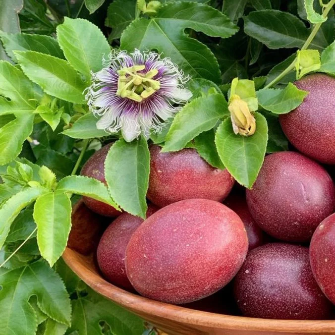 Export Quality 2022, Fresh Passion Fruit From Vietnam 100% Organic