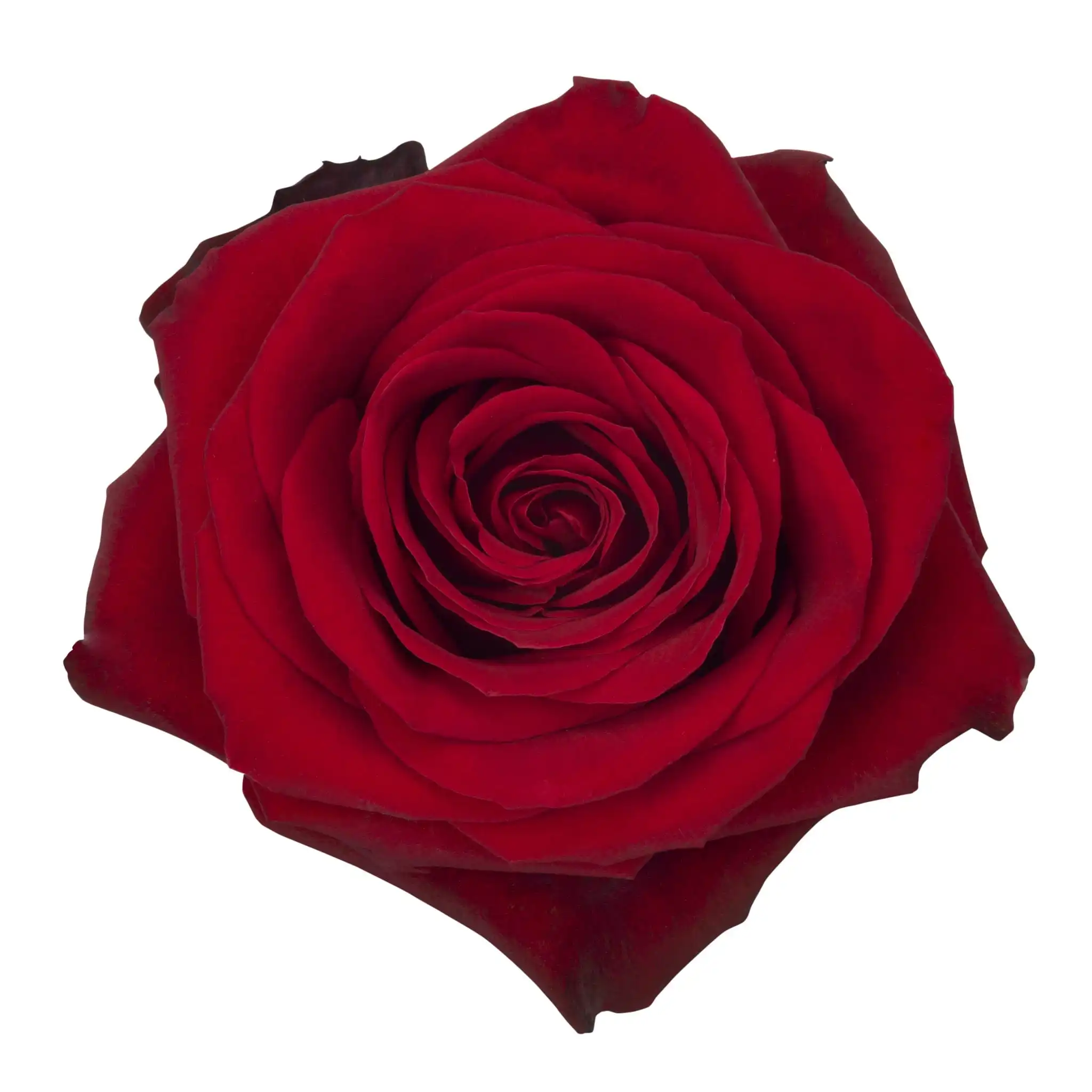 Premium quality Real natural fresh cut flowers  red roses variety Freedom  70 cm not artificial decorative flowers