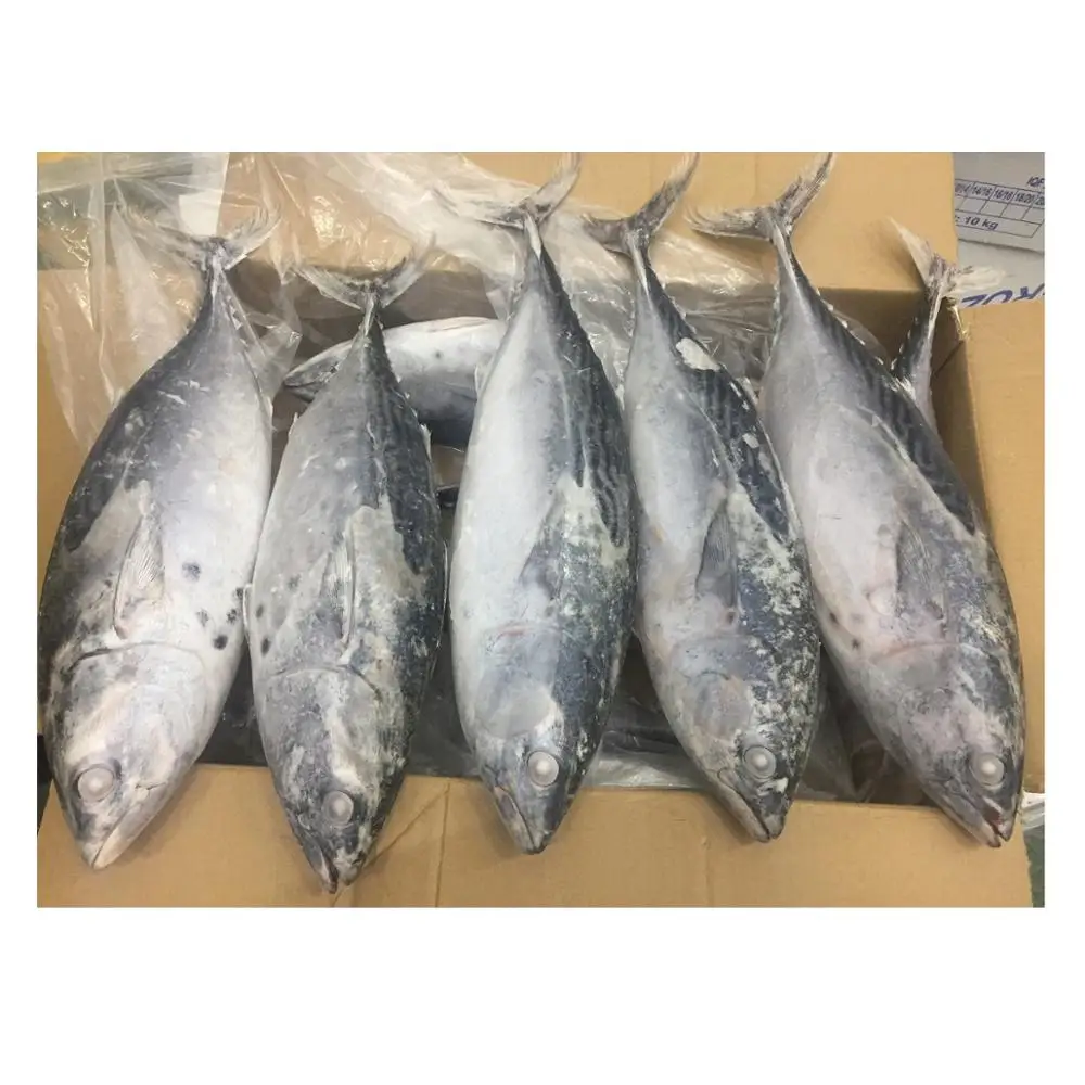 Продукт, Восточный маленький тунец, горячая свежая Новая цена и оптовый Лидер продаж, Лучшая цена, только сделано во Вьетнаме