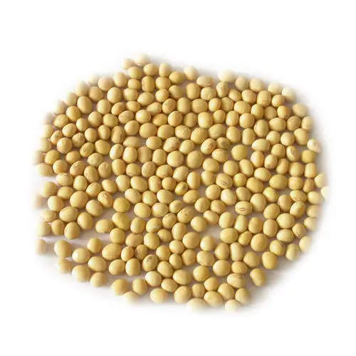 Yellow Soybean / Non GMO Soybeans