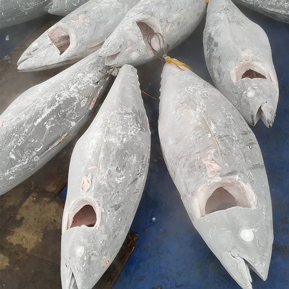 High Quality Fresh Seafood 20KG UP Low-Fat Nutritious Frozen Yellowfin Tuna GG With IQF Freezing Process